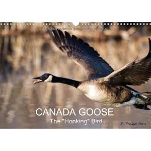 Canada Goose Chilliwack